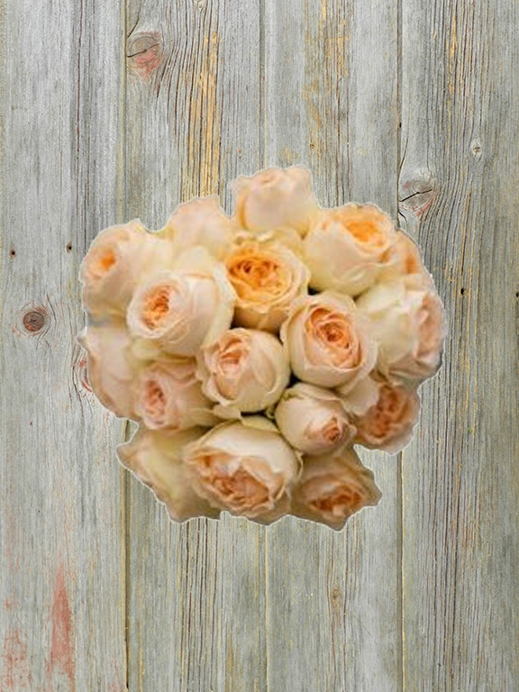 WILD DUNE  CREAM SPRAY ROSE